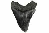 Fossil Megalodon Tooth - South Carolina #186755-1